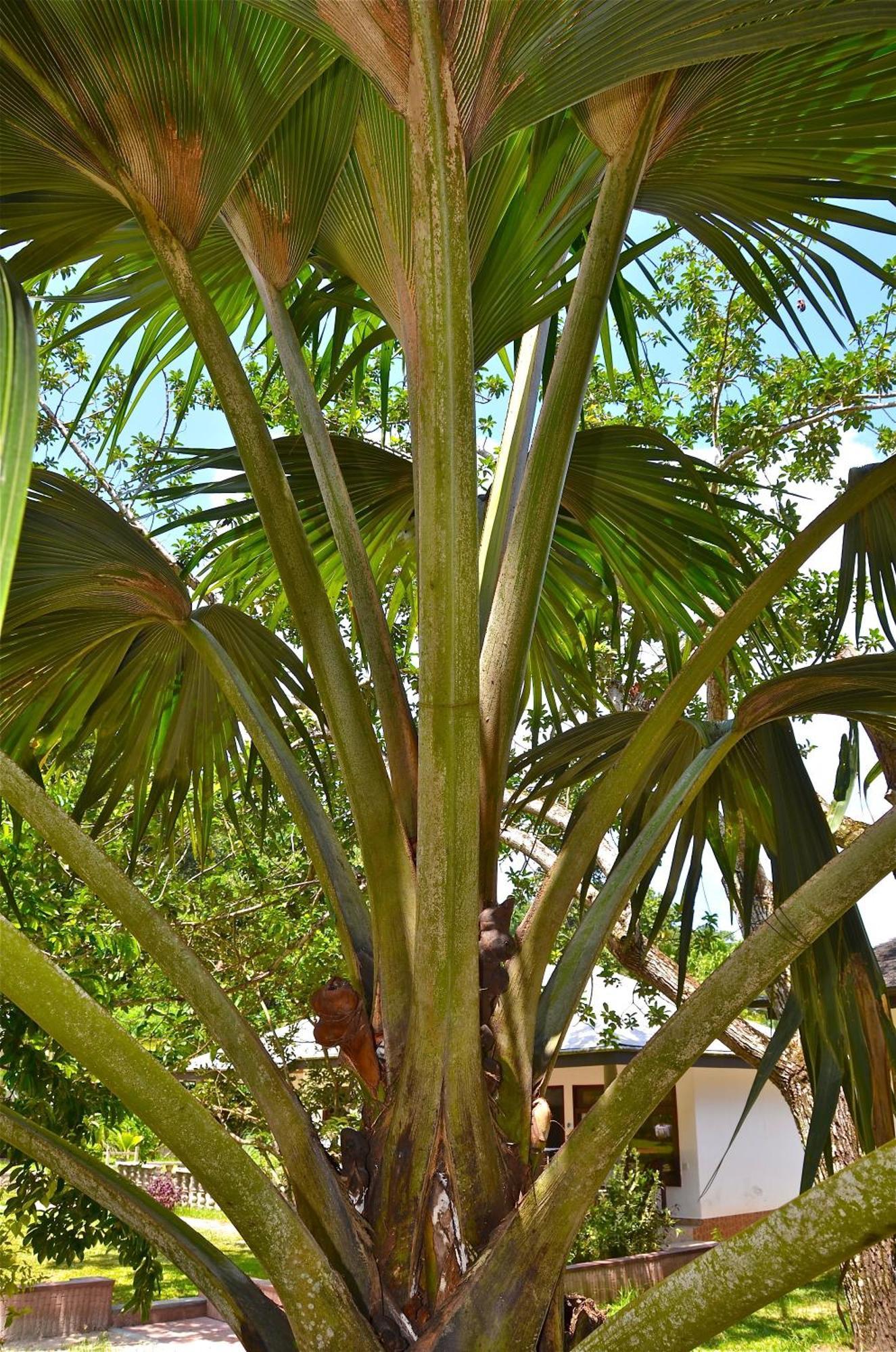 Calou Guest House Insel Insel La Digue Exterior foto